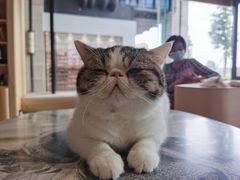 -瞄一喵猫咖(格力海岸店)