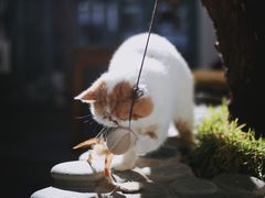 -喵屿·大理花园猫咖