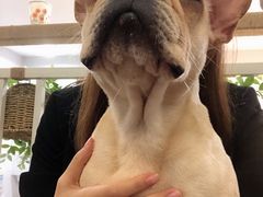 -柯斗斗主题餐厅·狗咖·围炉煮茶·茶饮(国瑞升平里店)