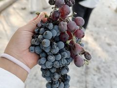 -龙谕酒庄