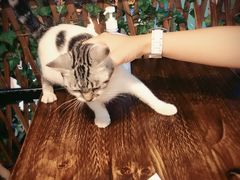 -李小姐の猫咖啡馆(五角场店)
