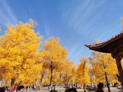 -金塔沙漠胡杨林景区