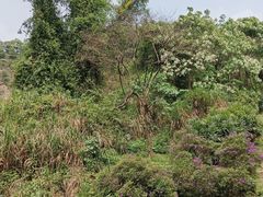 -火炉山森林公园