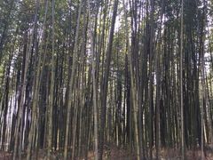 -黄海国家森林公园