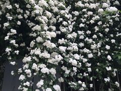 -成飞公园