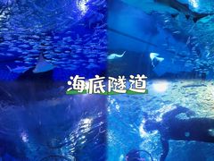 -海合安武汉极地海洋公园