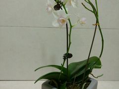 -龙大花卉苗木市场