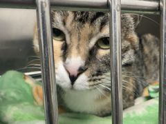 -瑞派·关忠动物医院·猫专科·犬专科(三环新城店)