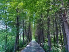 -溱湖国家湿地公园