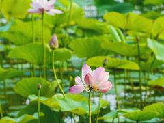 -天鹅湖体育公园