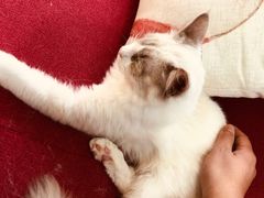 -猫亿天猫咖