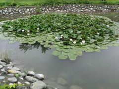 -御林古桑园