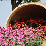 梦中花园——湖北孝感金卉庄园