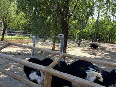 -大连森林动物园