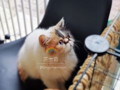 -平行世界·猫咖(首经贸店)