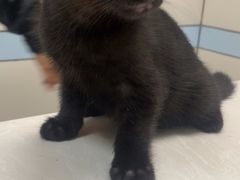 -中农国际动物医院24小时·猫科·骨科·急重症中心