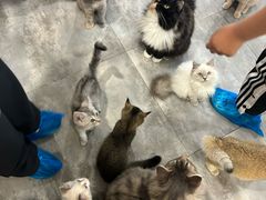 -楼上猫咖(罗湖店)