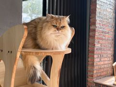 -豆逗聊愈猫阁Easy Life