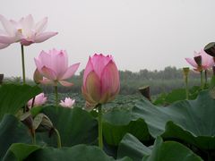 -白洋淀景区