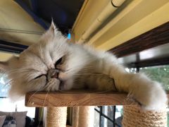 -more than meow吴止猫主题餐厅(承德 中船汇店)