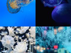 -太平洋海底世界