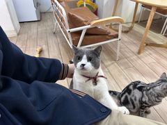 -李小姐の猫咖啡馆(五角场店)