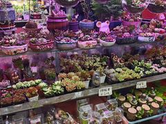 -花鸟鱼虫鲜花绿植市场(玉泉路店)
