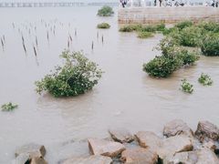 -宝安西湾红树林湿地公园