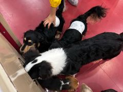 -和它·交个朋友·狗咖猫咖(爱琴海店)