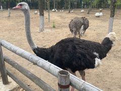 -大连森林动物园