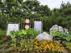 -莲花池公园