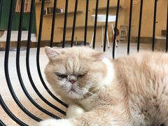 -飞行喵MR PILOT|猫舍·猫咖(静安大融城店)