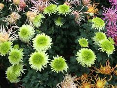 iphone_upload_pic-解放公园