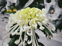 -杭州植物园