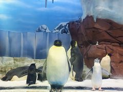 -海合安成都极地海洋公园