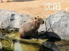 -沈阳森林动物园