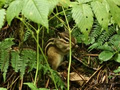 -五营红松林海景区