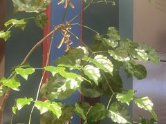 -福照楼汽锅鸡·云南菜(护国路店)