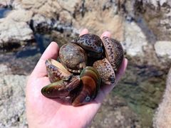 -汕尾风车岛