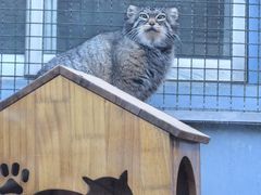 -青藏高原野生动物园
