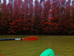 -上海海湾国家森林公园