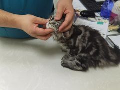 -中农国际动物医院24小时·猫科·骨科·急重症中心