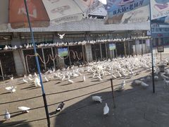 -绵阳人民公园(涪城区)
