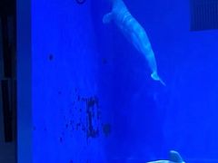 -芜湖新华联大白鲸海洋公园