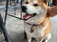 -柴犬高等学院·狗咖·柴犬售卖·宠物训练