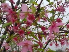 -天适樱花悠乐园