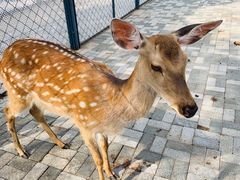 -长白岛森林公园