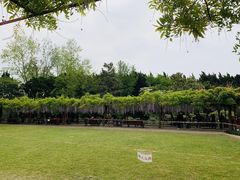 -嘉定紫藤园