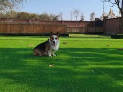 -北京京卫宠物寄养训练中心