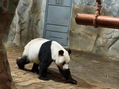 -深圳野生动物园